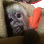Gentle Capuchin Monkeys For Adoption