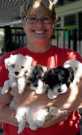 Male And Female Havanese Puppies y