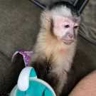 Cute Capuchin Monkeys for Adoption