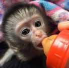 Tested pet macaque monkey for adoption