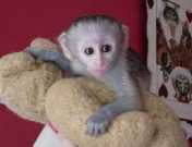 Active And Milky Baby Capuchin Monkeys