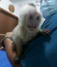 Sweet Little Capuchin Monkey