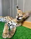 Pure breed africa serval kitten for sale