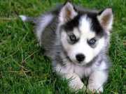 Very sweet and playful blue eyes Husky
