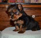 Cute Yorkie puppies for good homes now