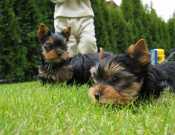 Lovely Yorkie puppies - 300.00 US$