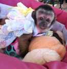 Nice Capuchin Monkey