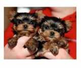 Two adorable 12 week old Yorkie puppies
