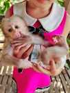 A2Home trained Baby Macaque Monkeys