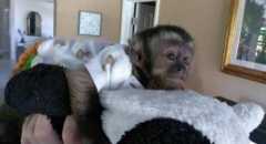 Amazing top home raised Capuchin Monkey