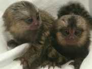 Adorable Marmoset Monkeys