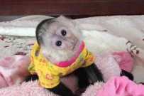 Hand trained cute baby capuchin monkey