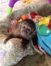 Calm &amp; Lovely Capuchin Monkeys Available