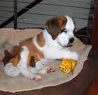 Adorable St. Bernard puppies available