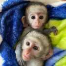 Charming male and femalecapuchin monkeys