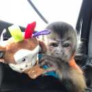 Top baby capuchin monkey for sale now