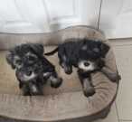 Stunning Mini Schnauzer Puppies 3 LEFT!