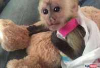 Healthy Baby Capuchin Monkeys for sale4
