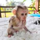 Beautiful Well Behaved Capuchin Monkeys