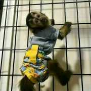 Very intelligent Capuchin -Monkeys ready
