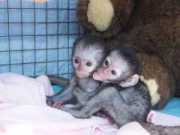 Smart outstanding baby Capuchin monkeys - Copy -