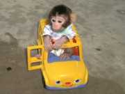 Perfect macaque pigtail monkey for sale