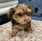 Two Yorkie females right now for sale