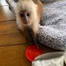 Purebred healthy Capuchin monkeys sale
