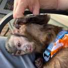 Capuchin monkey for sale locally today