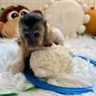 Female capuchin monkey for adoption