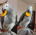 Fantastic 4 African Grey parrots