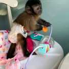 Super Socialized Baby Capuchin Monkeys