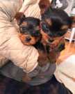 Adorable Real Yorkie Puppies for Sale
