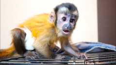 Ultimate baby capuchin monkey for sale