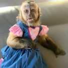 Desire top capuchin monkey for sale