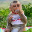 Hand train macaque monkey for sale