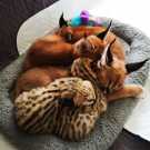 Special caracal kittens for sale