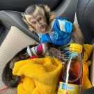 Capuchin Monkeys for saleboy and girl