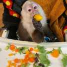 #1 top capuchin monkey for sale (22).jpeg