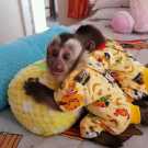 Beautiful Capuchin Monkeys For Sale .