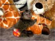 Gorgeous Baby Marmoset monkey, for sale$