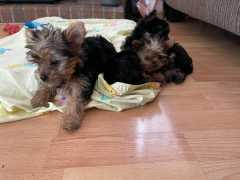 Rehoming Yorkie Puppies now