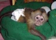 Playful capuchin monkeys for rehoming