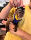 Adoption baby capuchin monkey available