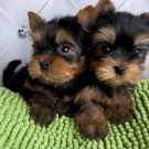 Amazing Female Male Yorkshire Terrier