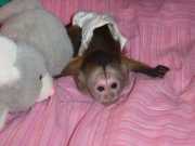 Capuchin Monkeys Available sdw