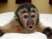 Playful and friendly capuchin monkeys