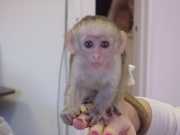 Best adorable and home trained Capuchin