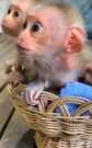 Capuchin and macaque baby monkey $300