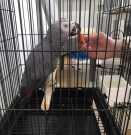 We have African Grey Parrots